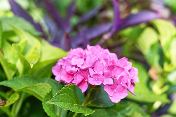 Fototapeta premium pink hydrangea flowers in garden, hortensia
