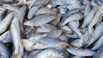 fresh fish on ice