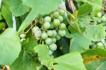 grapes on vine