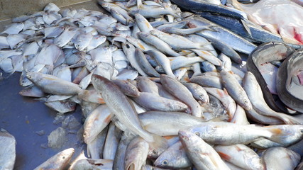 Fototapeta premium fresh fish at the market