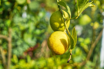 Yellow lemons on tree with leaves, cirtus limon