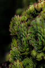 Obraz premium green plant