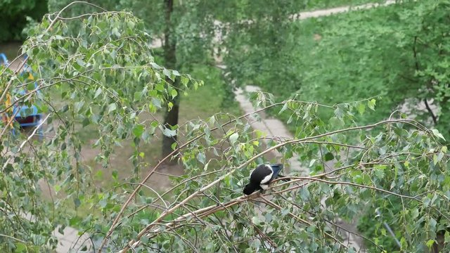 Magpie on a birch branch in a park