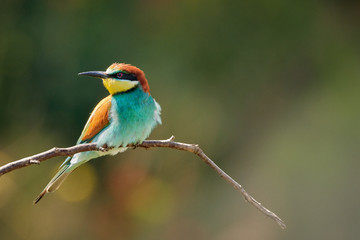 Merops apiaster