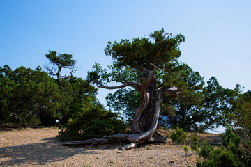 Relict pine on a rocky seashore of Black sea