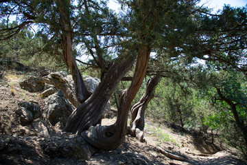 Relict pine on a rocky seashore of Black sea