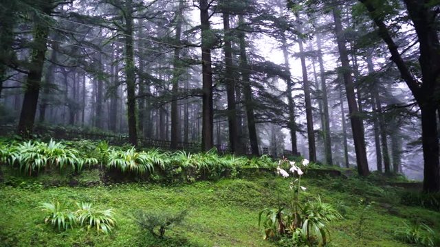 Vehicles passing an elevated street under tall coniferous trees with fog between them and a green grass covered meadow in front