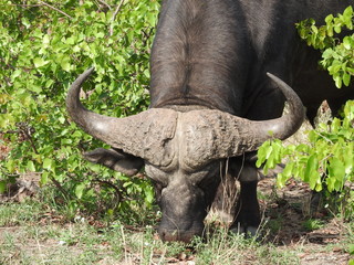 Büffel in Südafrika