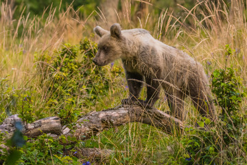 Brown bear (Ursus arctos) on the meadow. Bieszczady Mountains. Poland