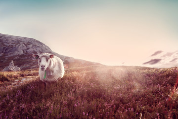 a sheep grazes in the mountains at sunset