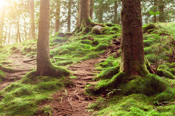 northern forest with green moss © Angelika Smile