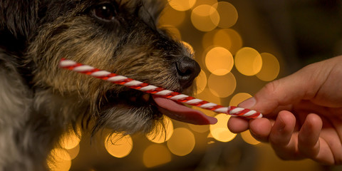 Cute little dog is licking a candy cane in front of blurred Christmas background. Candy is held out to him with one hand. Close up.