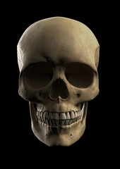 Human skull photorealistic frontal render