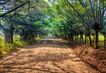 Road in Corcovado, Costa Rica