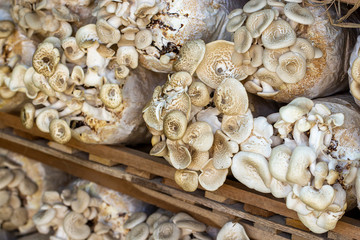 Mushrooms are blooming in the nursery