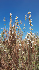 The white flowers of Spartocytisus supranubius known locally as Retama del Teide or Broom of Teide an endemic shrub dominant to the high altitude areas of Tenerife, found mostly in Teide National Park