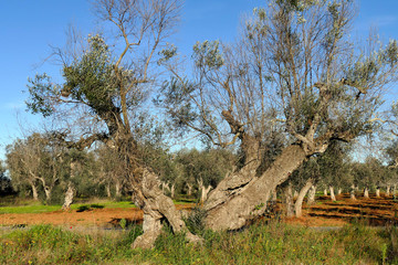 Olive trees sick of xylella in Salento, south Apulia