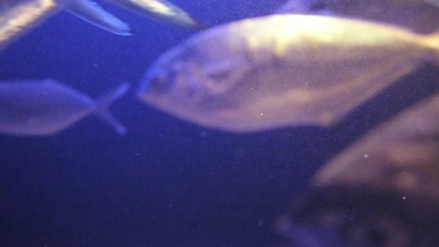 Underwater HD footage of Mediterranean sea with group of Gilt-head bream dorade fish abstract composite footage - time lapse fast motion