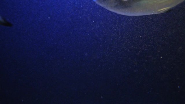 Weird abstract underwater footage of Mediterranean sea with group of Gilt-head bream dorade fish 