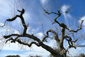 Olive trees sick of xylella in Salento, south Apulia