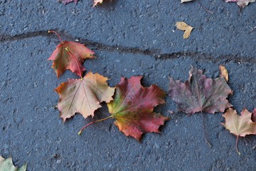 autumn red-yellow-green leaves lie on gray asphalt