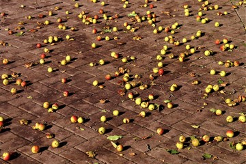apples are scattered on paving slabs