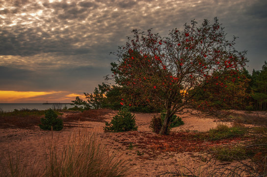Fototapeta Samotne drzewo jarzębiny o świecie, wschód słońca. 
