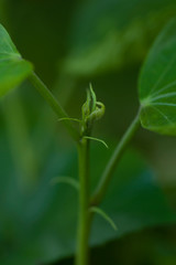 Hibiscus branch by selective focus