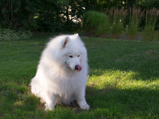 Horizontal high angle view of gorgeous samoyed dog sitting in lawn licking its nose with contented expression during golden hour summer evening