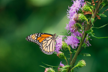 Fototapeta na wymiar Monarch butterfly, Danaus plexippus, on liatris flower 
