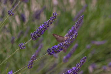 Purple lavender blooms in Provence. Taken in France.