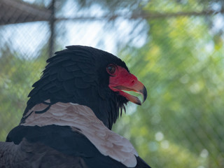 Bateleur Eagle Bird of Prey