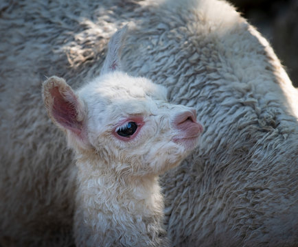 Alpaka Baby Neugeborenenportrait