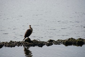 Junger Kormoran auf einem Stein in der Alster