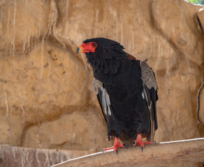 Bateleur Eagle Bird of Prey
