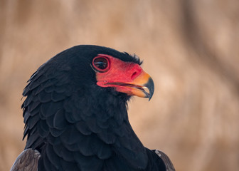 Bateleur Eagle Bird of Prey