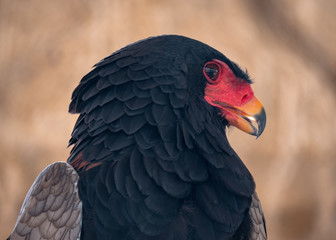 Bateleur Eagle Bird of Prey