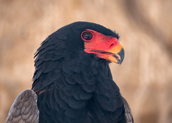 Bateleur Eagle Bird of Prey