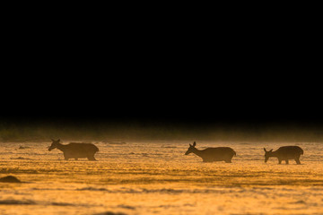 Red deer (Cervus elaphus). Deers' silhouettes in the river. 