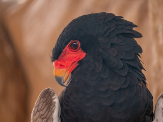Bateleur Eagle Bird of Prey