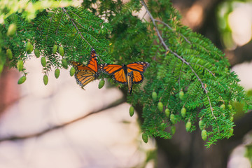 Monarch butterfly, Danaus plexippus, on hemlock tree