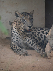 Endangered Arabian Leopard in captivity 