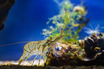 Palaemon elegans, saltwater rockpool shrimp inspect with pereiopods or legs sand bottom of littoral...