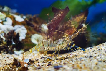 rockpool shrimp, Palaemon elegans, saltwater decapod crustacean, runs on sand seabed, stones in...