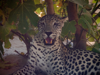 Endangered Arabian Leopard in captivity 