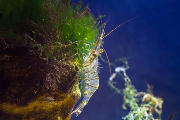 rockpool shrimp, Palaemon elegans, saltwater decapod crustacean, climb on a stone, covered with rich vegetation of green and red algae, in littoral zone of Black Sea marine biotope aquarium, anemones