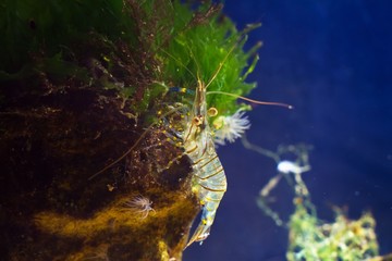 saltwater rockpool shrimp, Palaemon elegans, searching for food climb on a stone, covered with rich vegetation of green and red algae, in littoral zone of Black Sea marine biotope aquarium, anemones