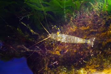 flatlay of saltwater rockpool shrimp, Palaemon elegans, searching for food on a stone covered with...