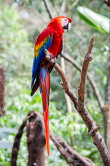 Naklejka premium The red macaw or macaw aliverde is a species of bird of the parrot family,