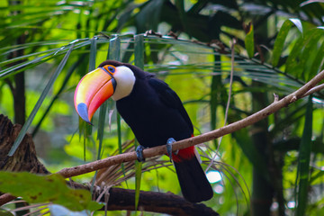 Portrait Tucan posing on the tree